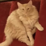 Profile picture of Stella